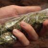 CBD Hemp Flower