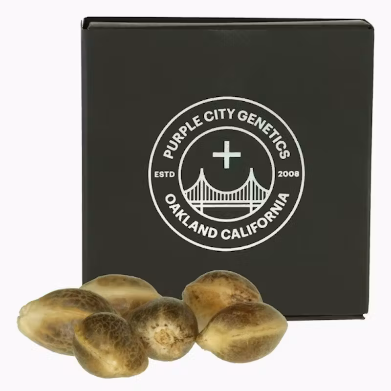 Seeds | Shark Teriyaki