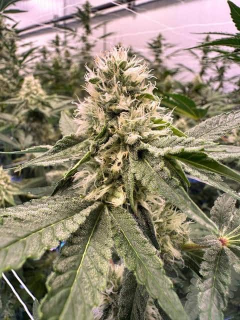Paradise Punch Strain